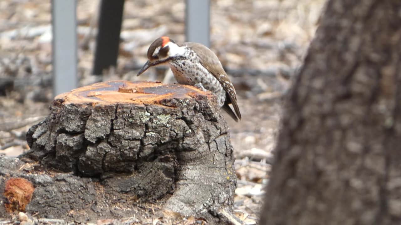 Arizona Woodpecker on a newly cut stump.