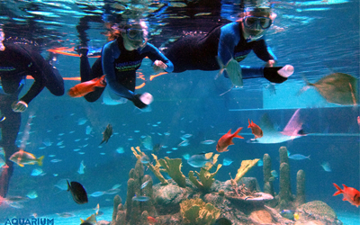 Swim With Fish Florida Keys Aquarium Encounters