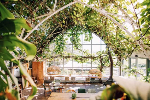 Vines above the tables inside the Glass Barn café near Tobermory