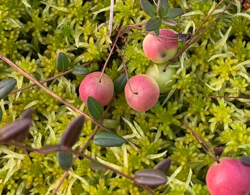Cranberries nearby cabin