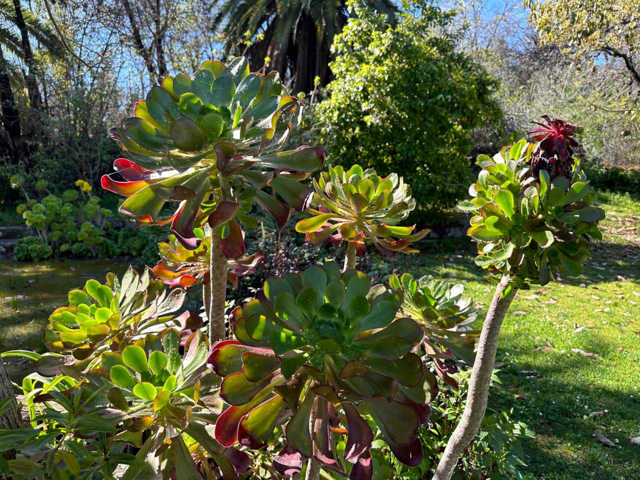 Casa Ishi Garden