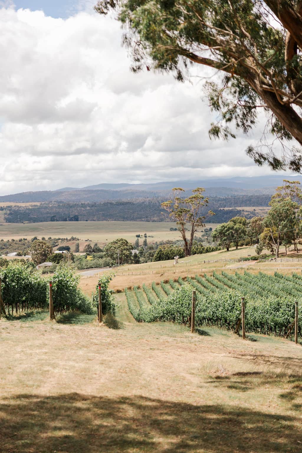 Mountain views from Bundaleera Vineyard Mountain views from Bundaleera Vineyard