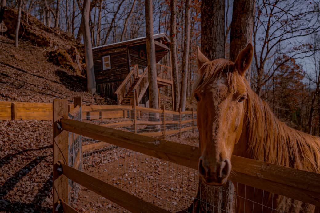 Horses, Goats and Chickens on property