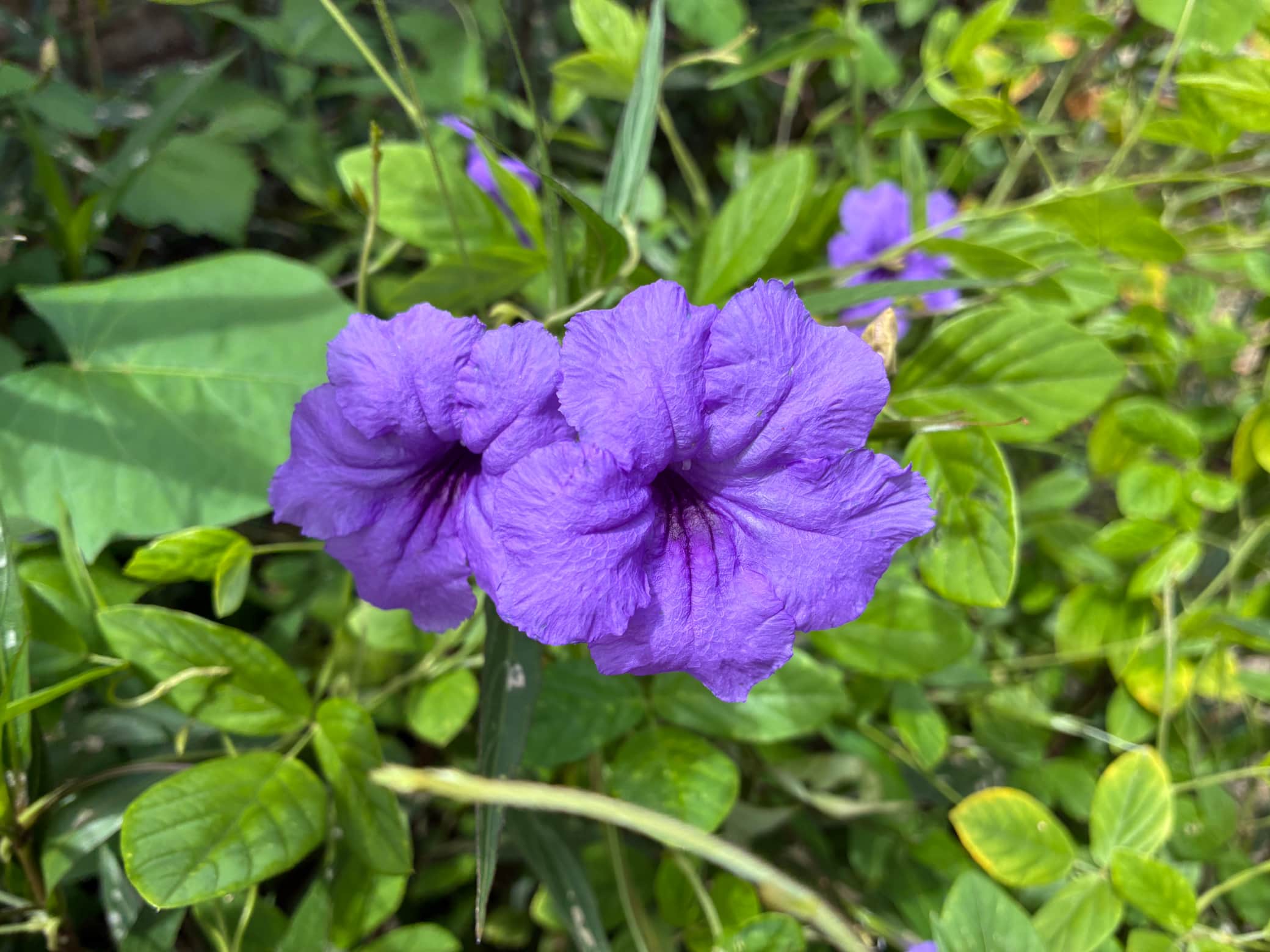 Pétunia mexicain
