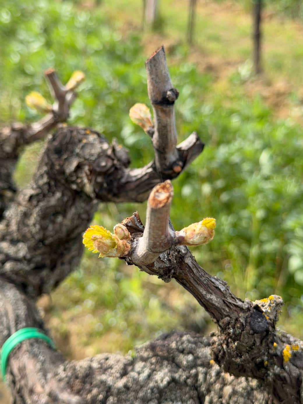 Vineyard