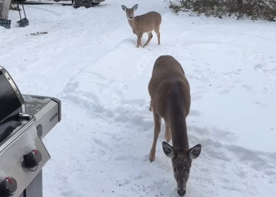 CozyCottages Instagram Reel