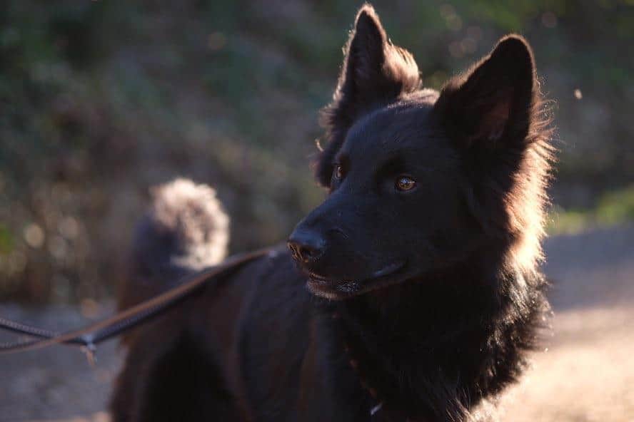 Sirius 🐾