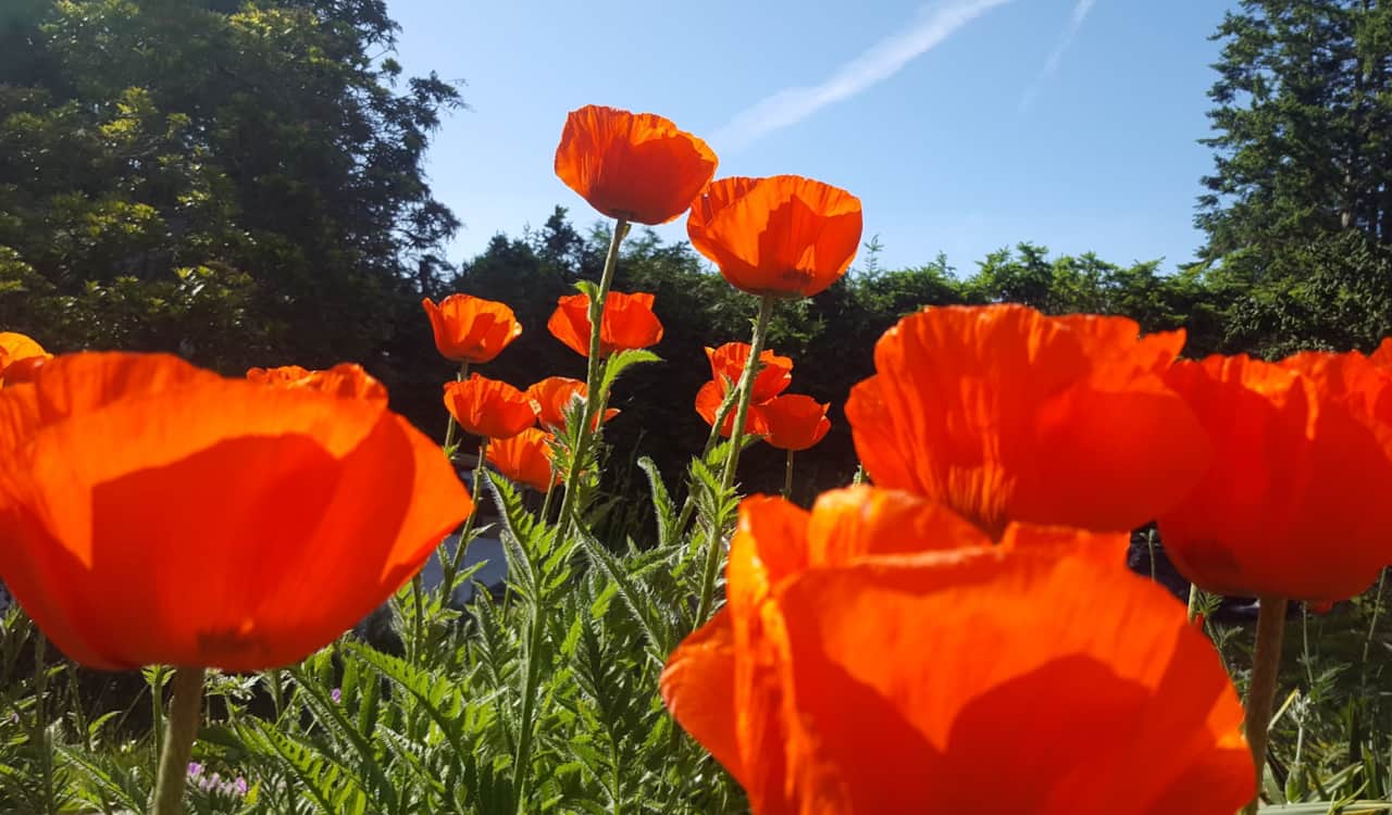 Poppies in the garden
