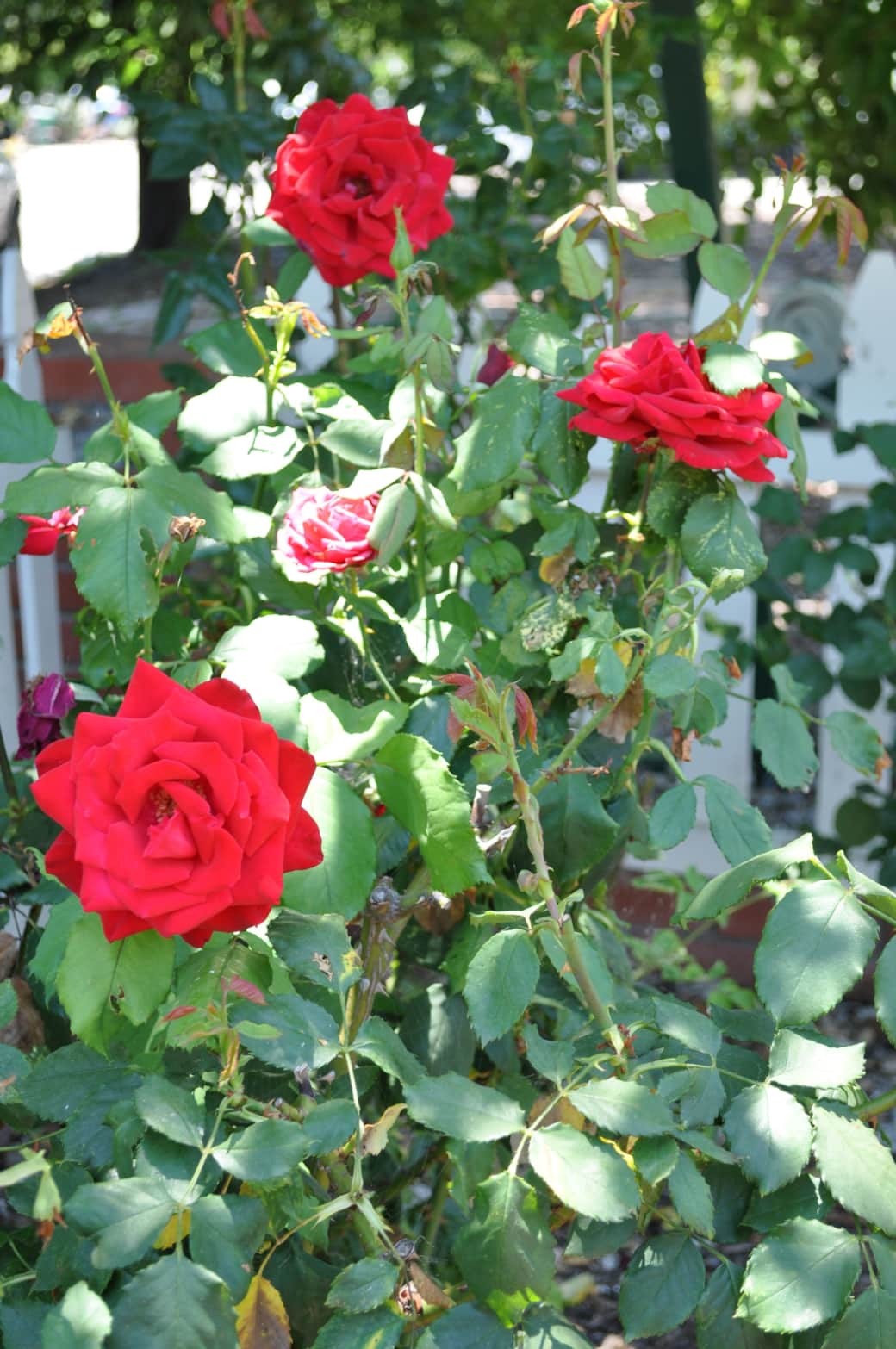 Smell the Roses