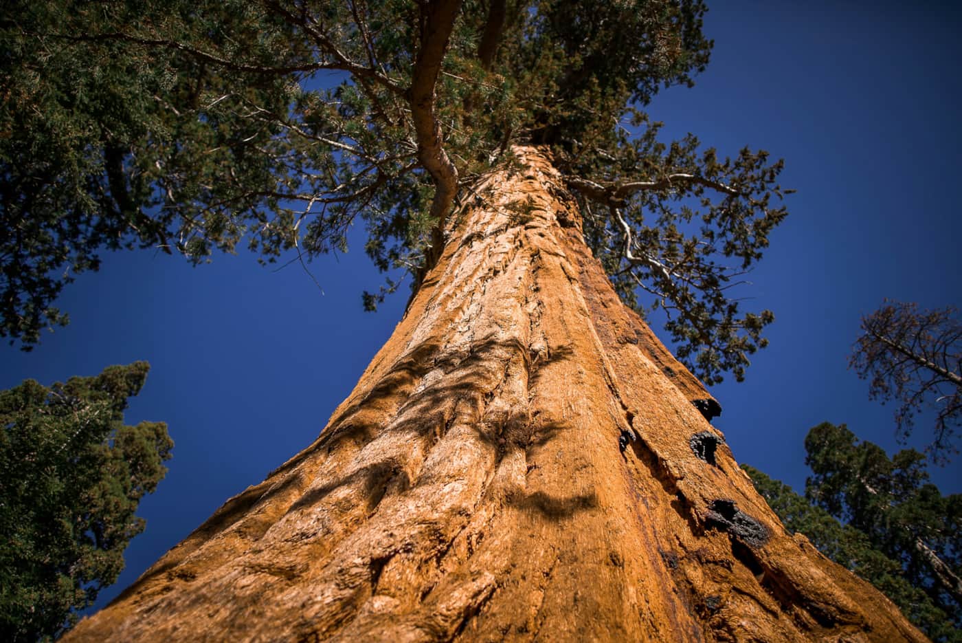 Looking up the trunk of a giant sequoia in Yosemite National Park