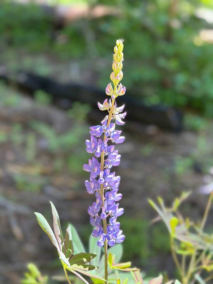 Backyard wild flower in  the spring & summer 