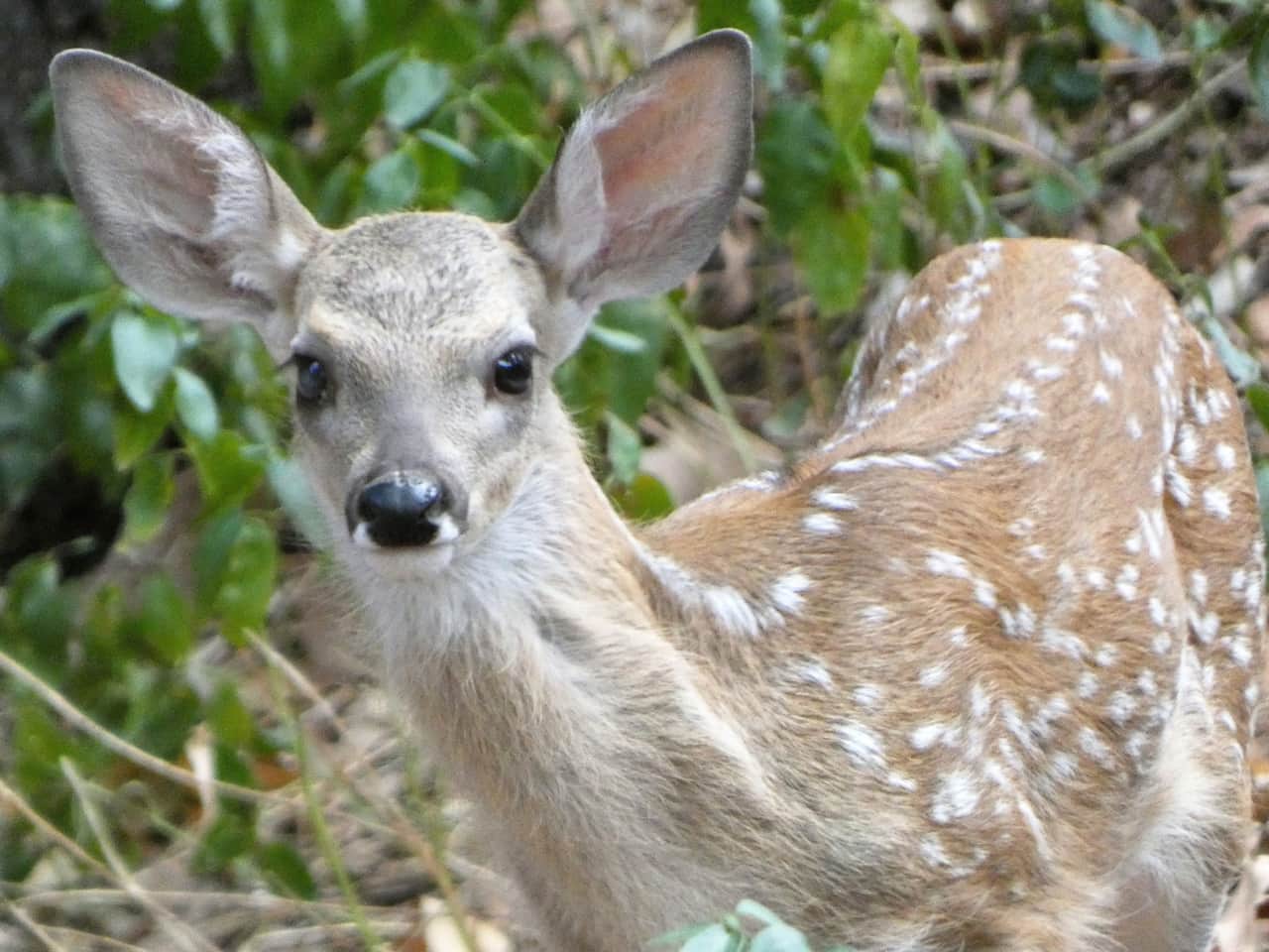 Coues Whitetail Deer Fawns are born in the beginning of August.