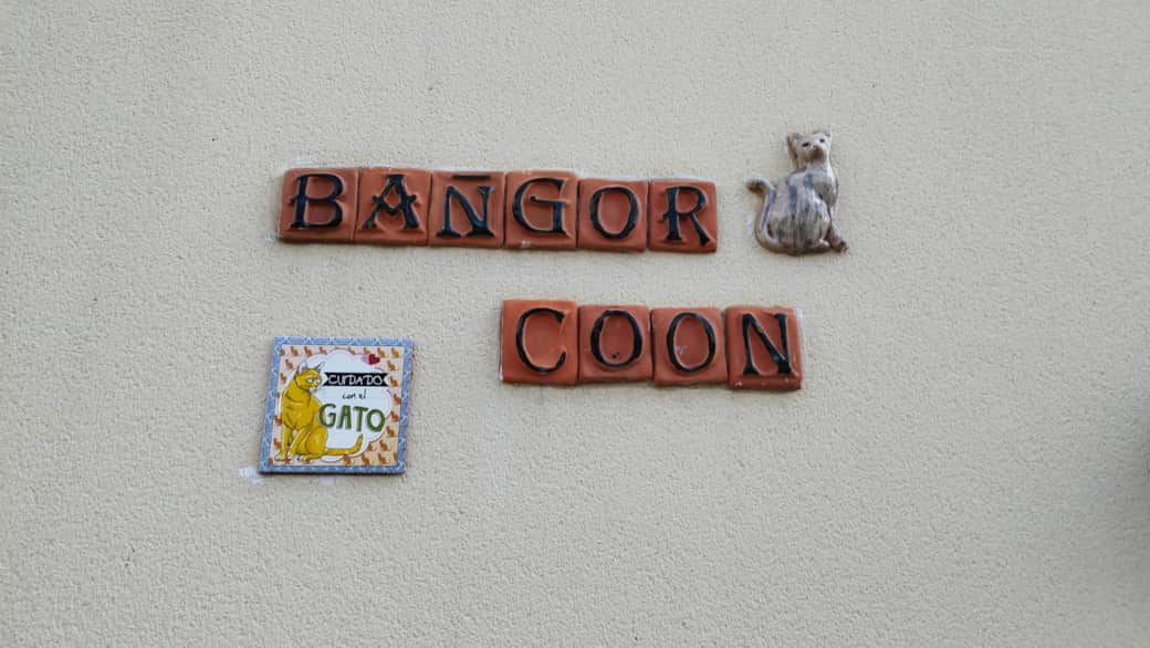 Le Bangor Coon