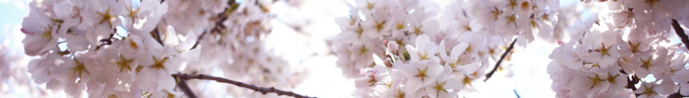 Spring Guide to Shenandoah National Park