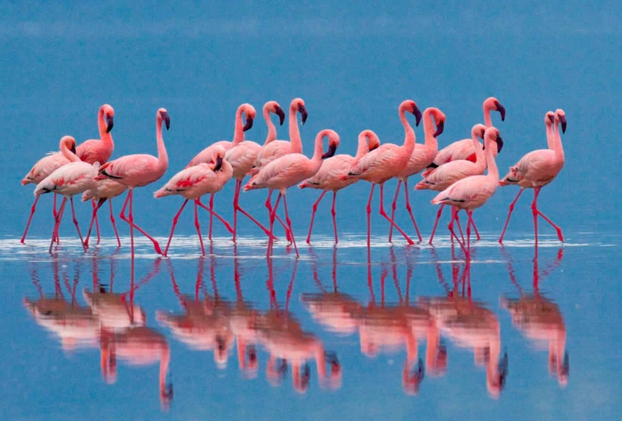 Cabras - fenicotteri rosa