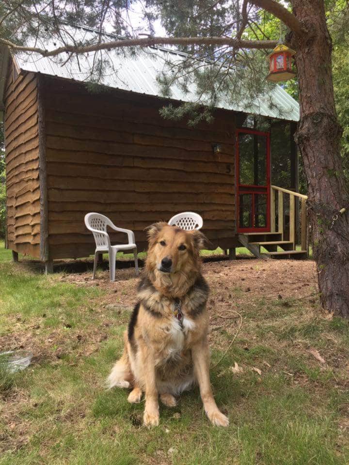 Bear's a good boy