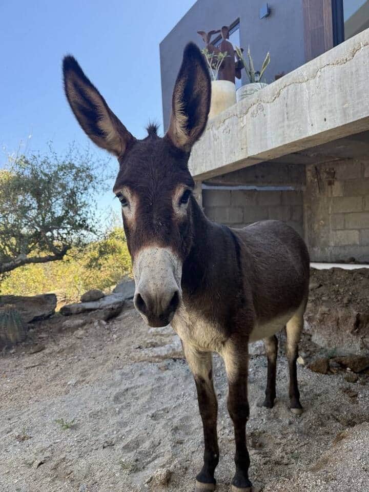 9aaadd89 c73f 43a0 bd45 2d8378930d6f