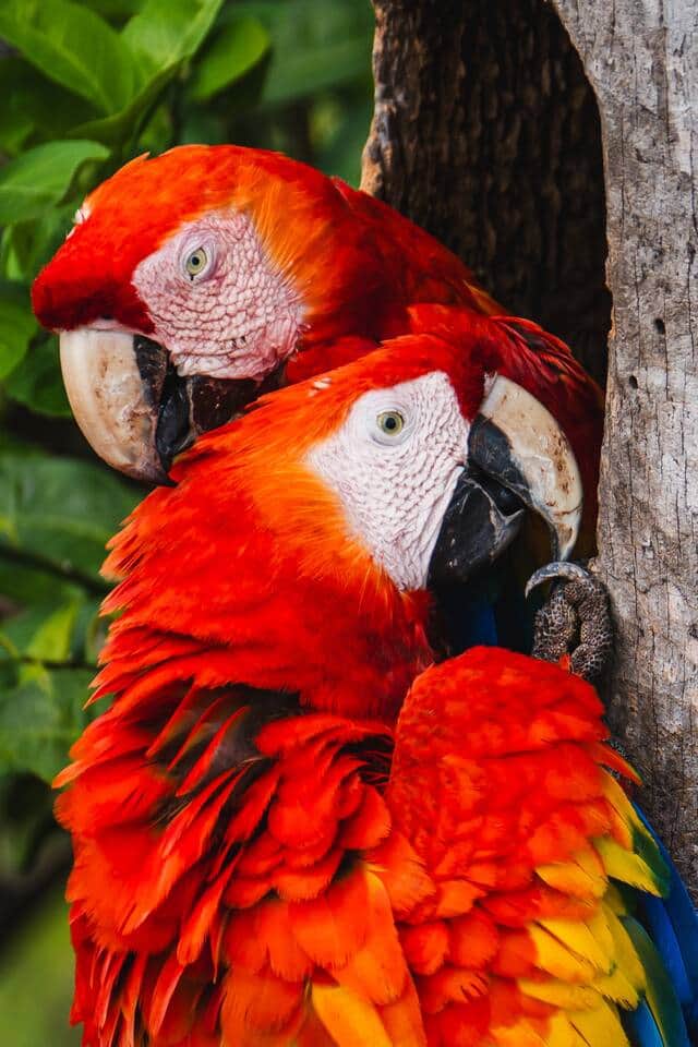 A pair of nesting Scarlett Macaws live nearby in the valley below the property.