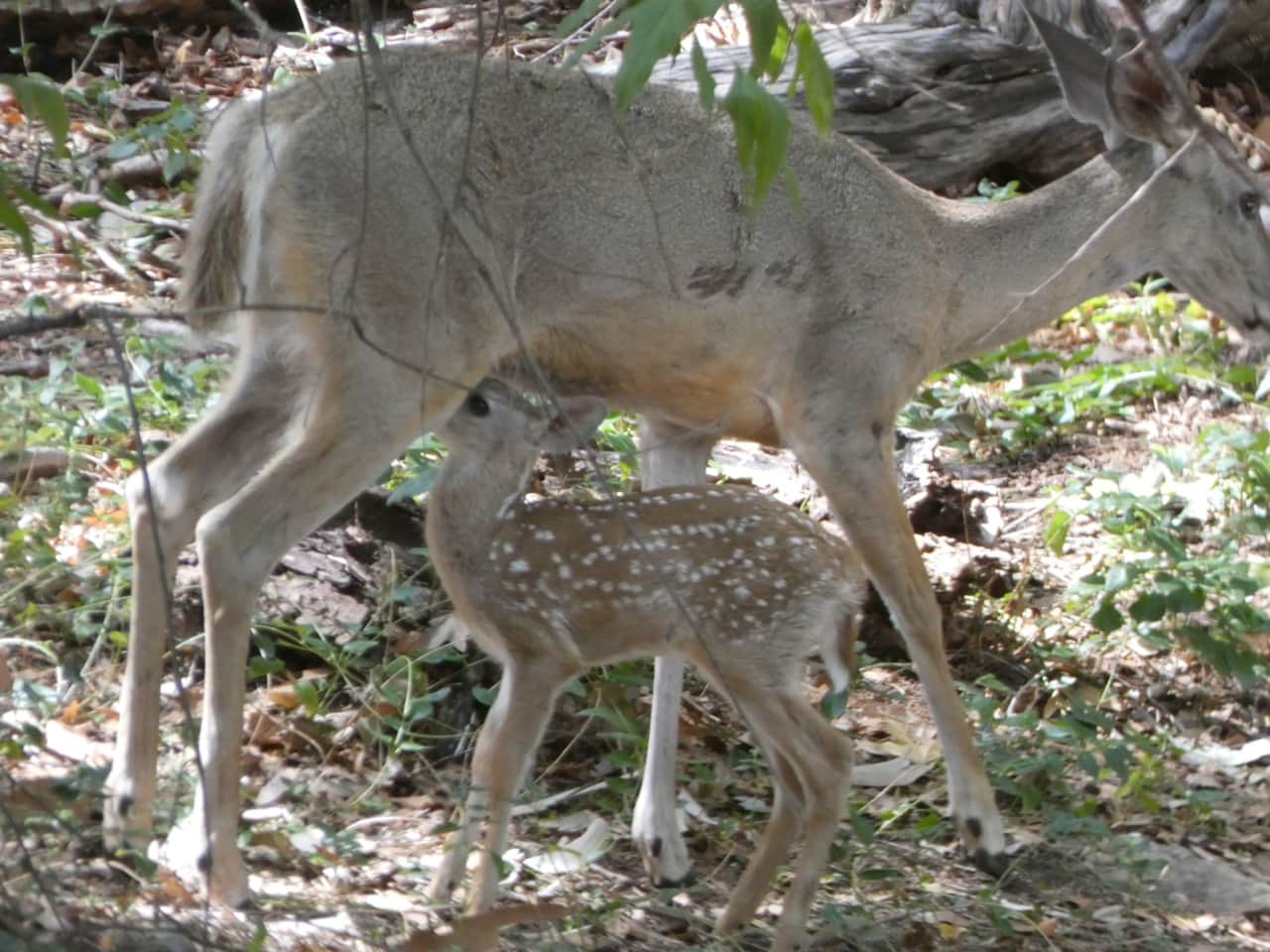 Deer are present on the property everyday!
