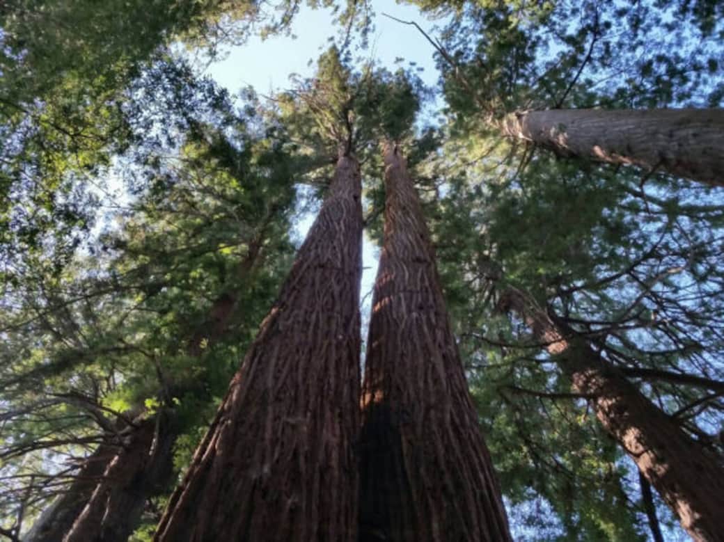 Redwood grove on Indian Creek Road below us Redwood grove on Indian Creek Road below us