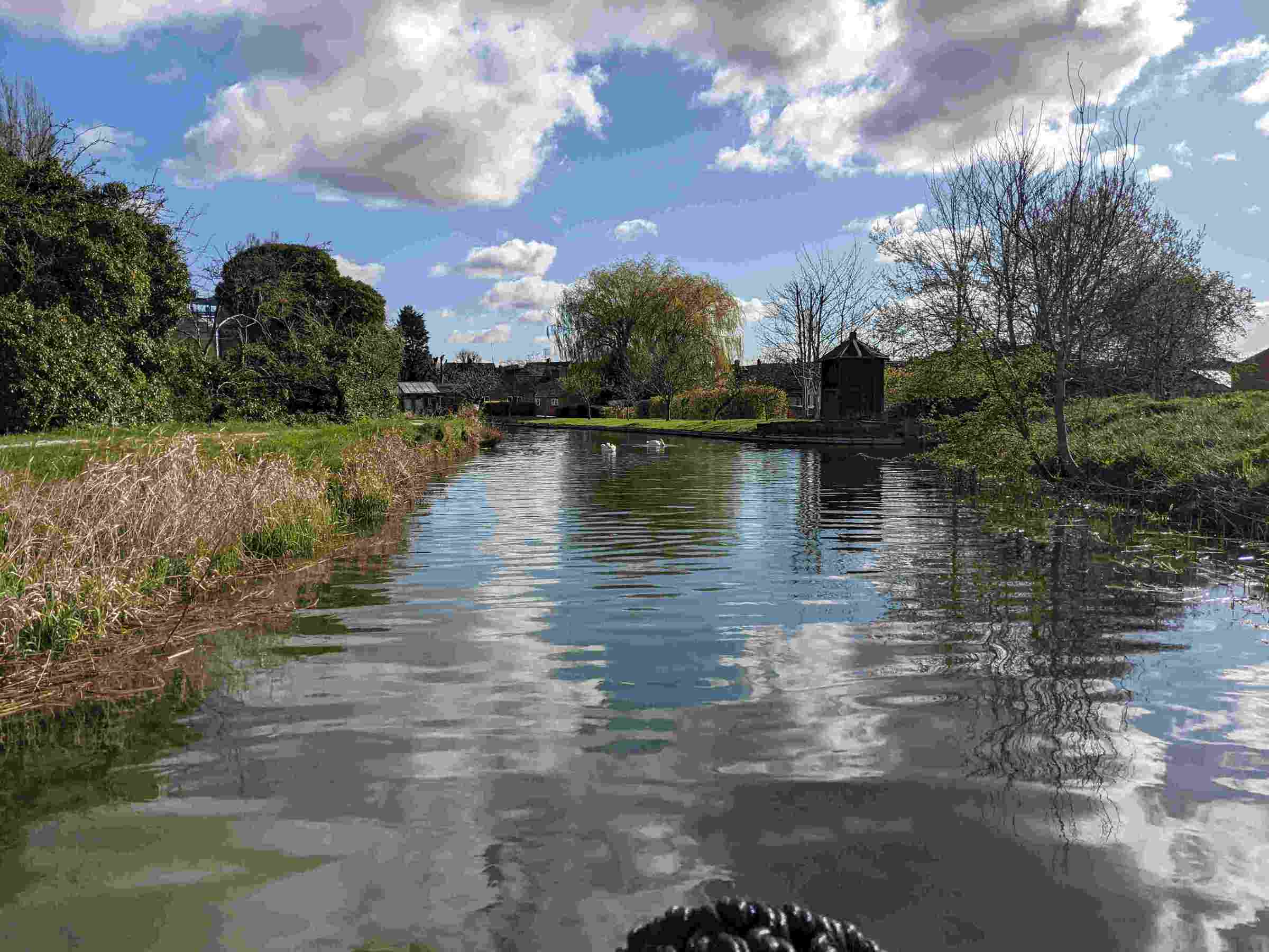 Swans wimming on the Wendover Arm canal on a sunny day