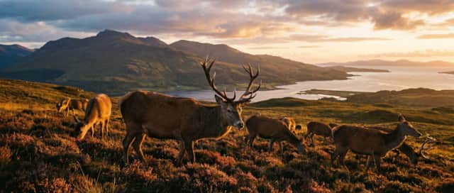 Red deer on a hillside overlooking the coast