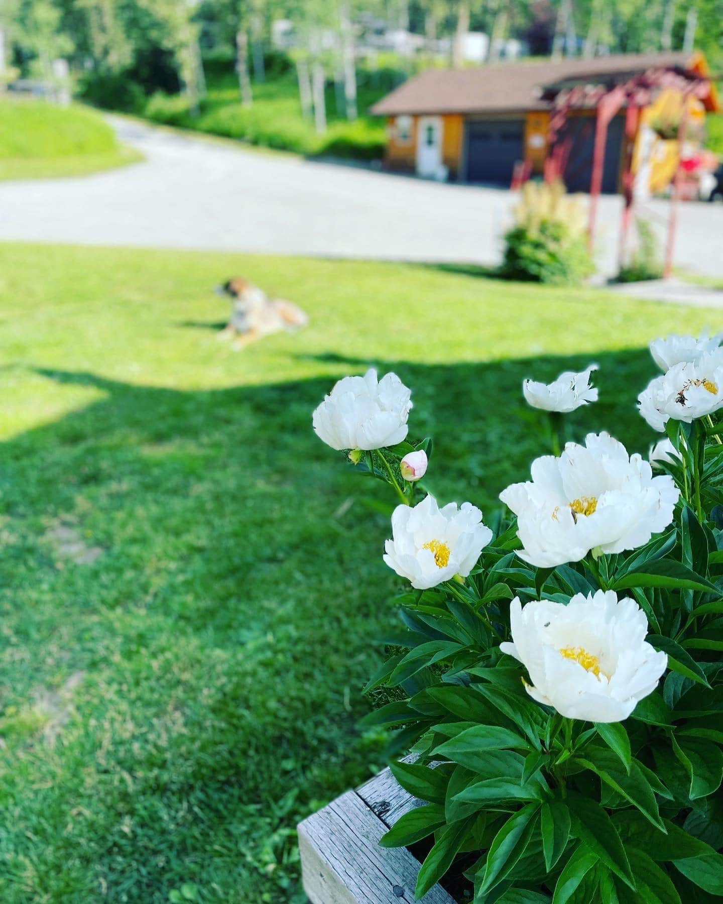 RESORT FLOWERS