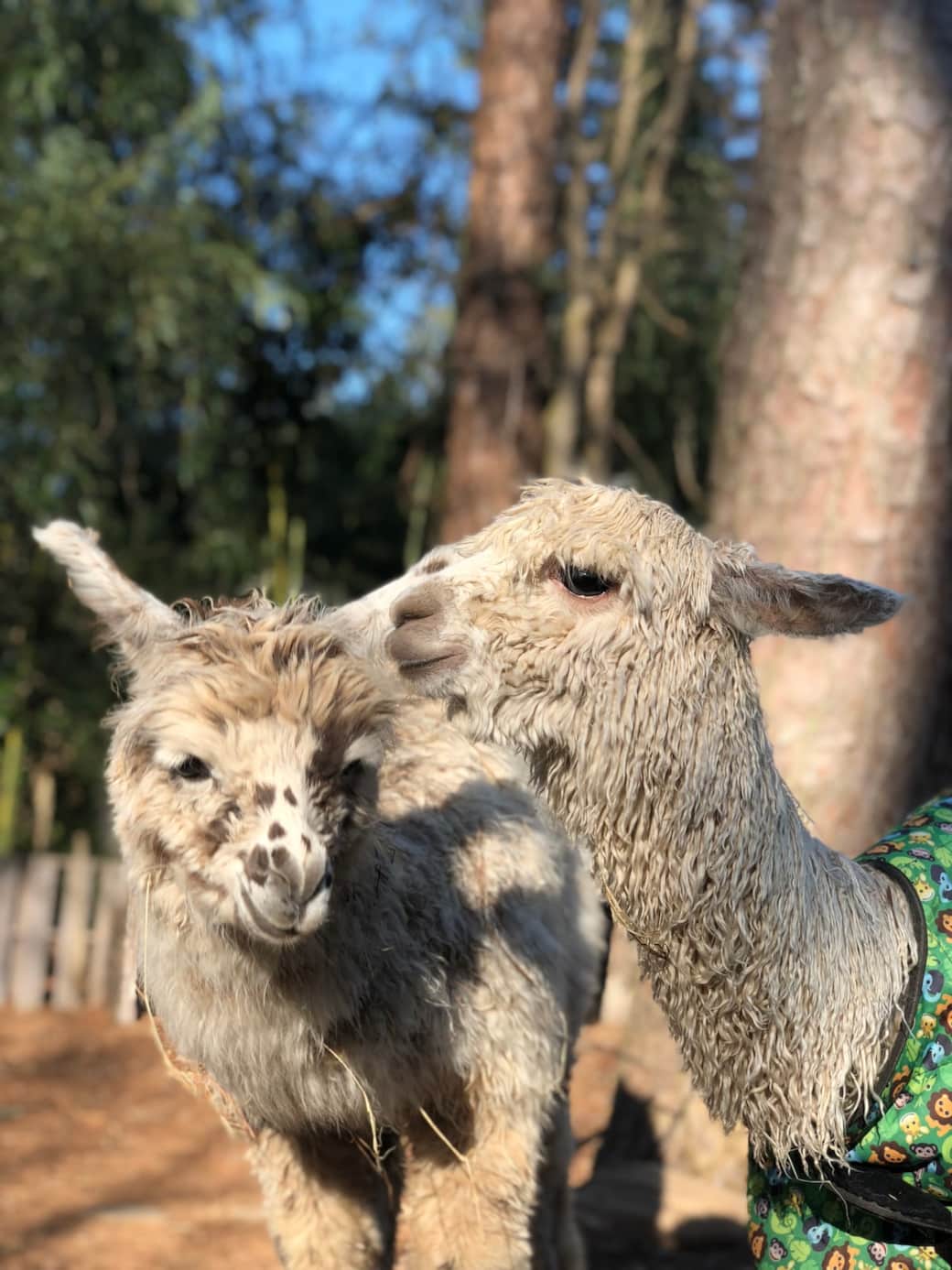 Rescue babies: Elfie Fay Von Picklesprite & Opie