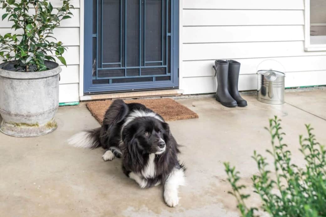 Pet friendly accommodation