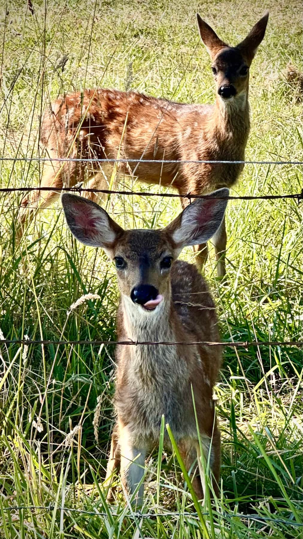 Our deer watching to see what appitizers plant to snack on