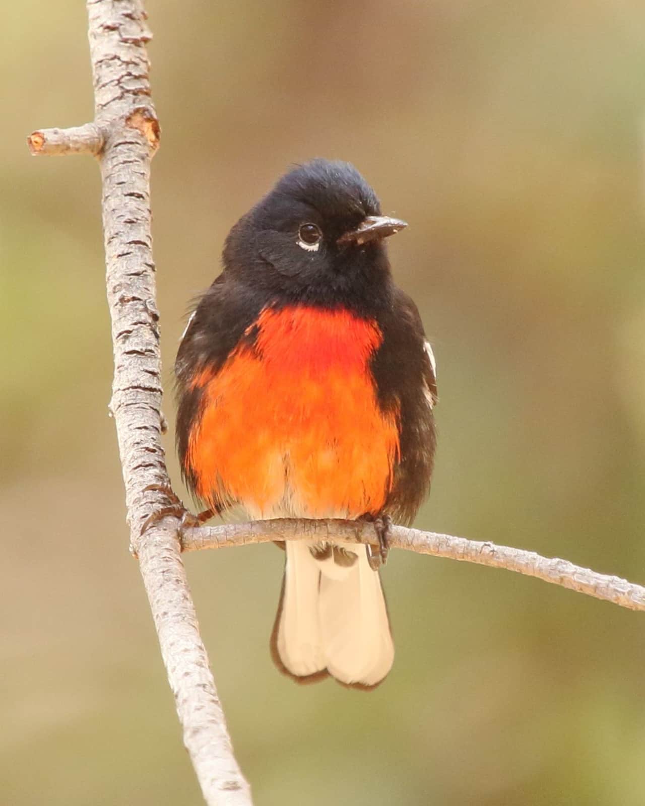 Painted Redstart