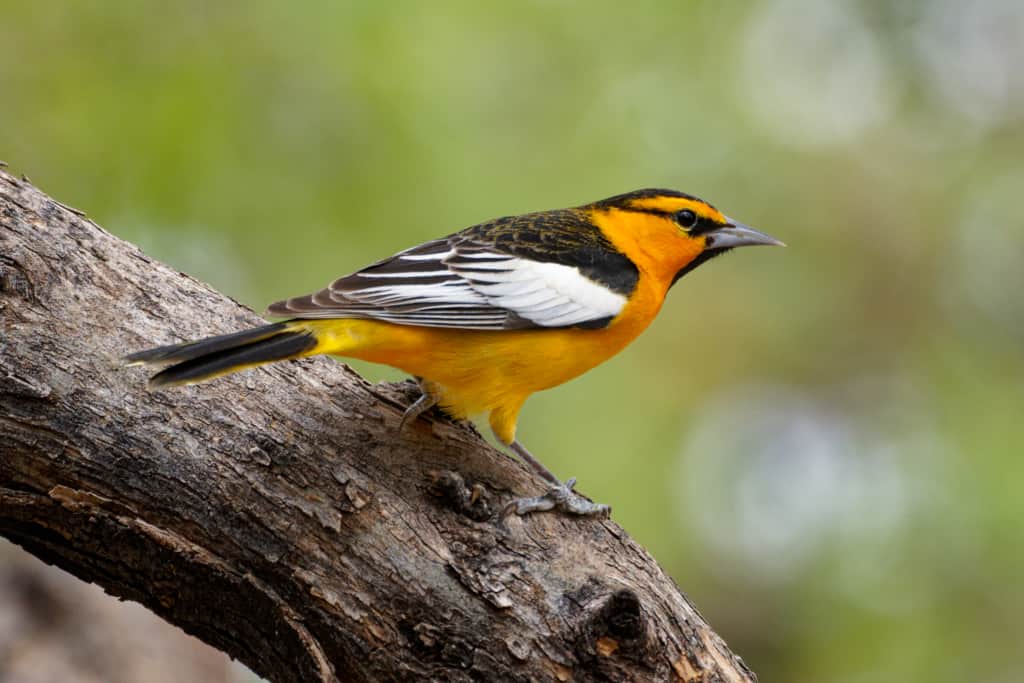 Bullocks Oriole