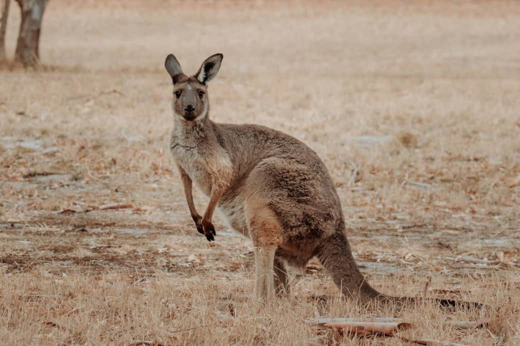 Wild kangaroos frequent the property daily. 