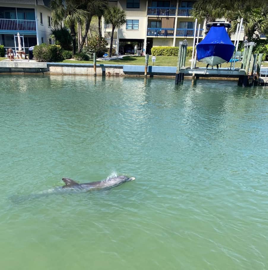Your neighbors! Dolphins visit the canal regularly — grab a front row seat from the dock or pool dec