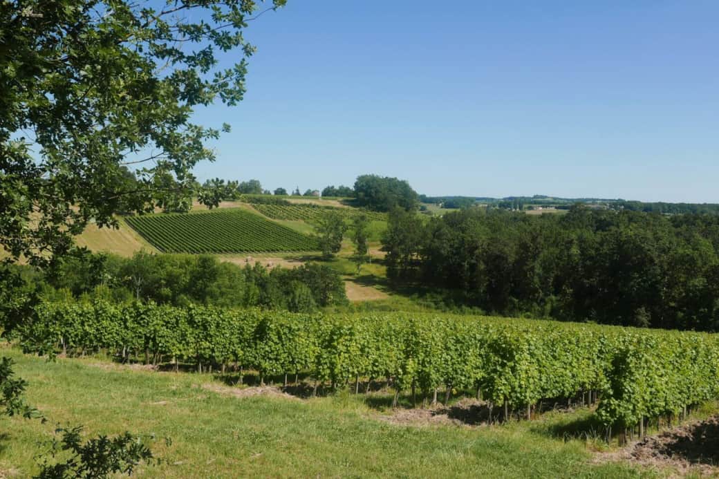 Prachtig zicht over de wijnvelden