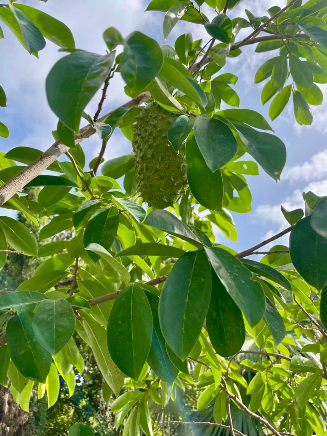 Pick and enjoy fresh soursop right from your balcony during the fruit’s peak season.