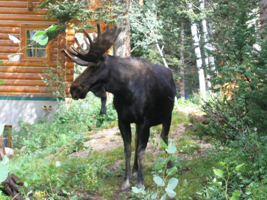 Mr. Moose paid us a visit Mr. Moose paid us a visit