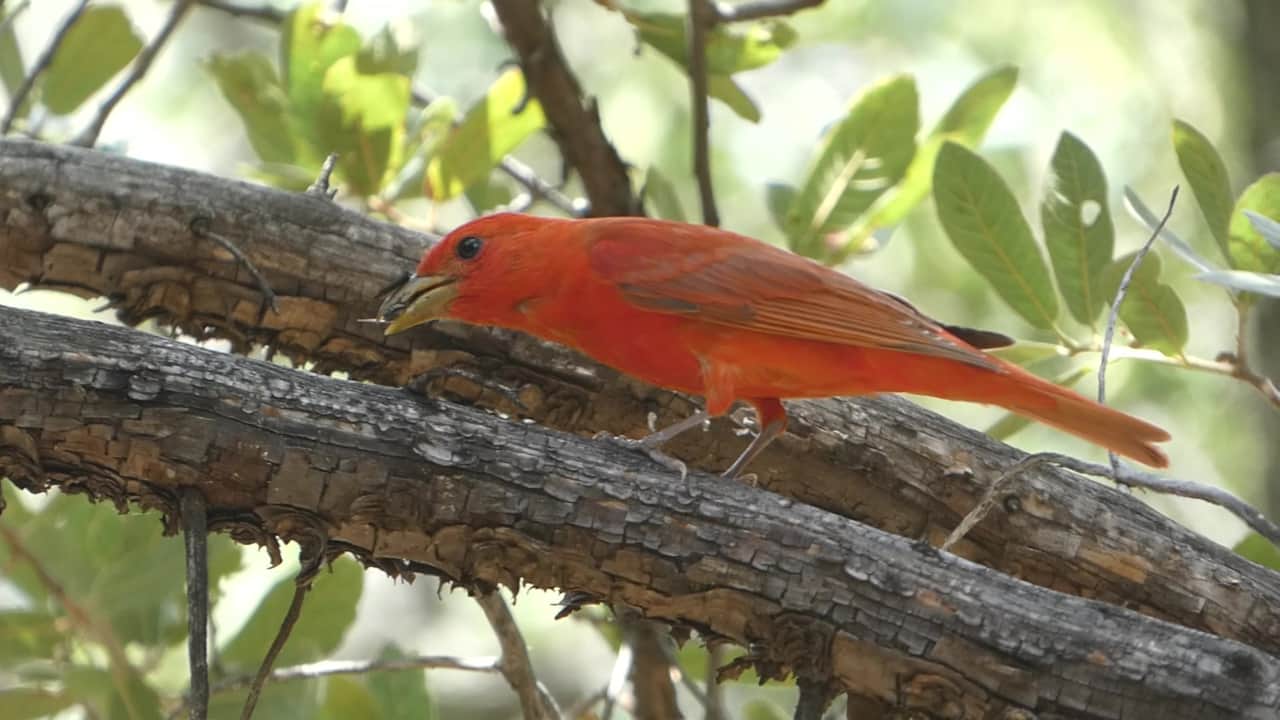 Summer Tanager having a snack