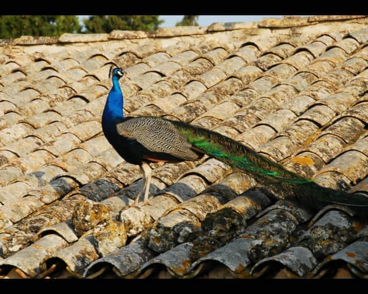 Pavo Real