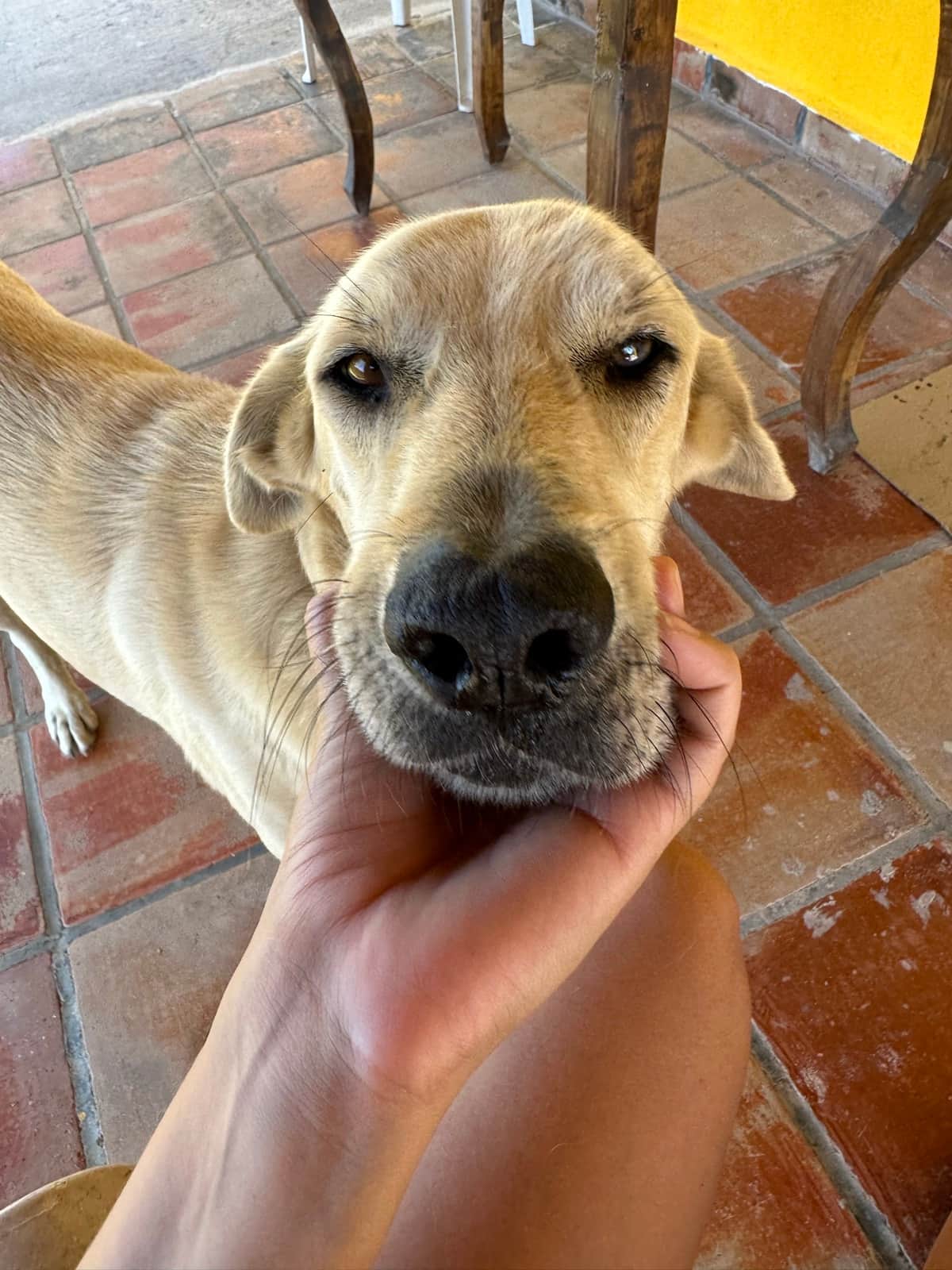 Facebook, one of the Cerrito Encantado dogs