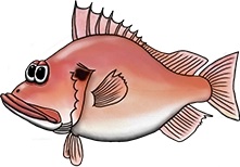 Redfish illustration