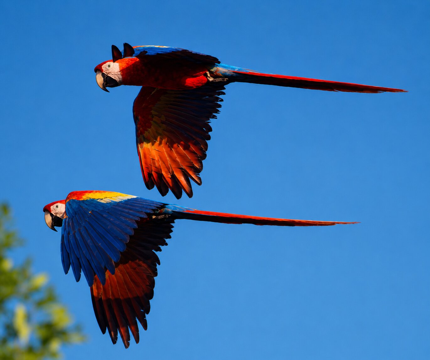 Belize jungle adventure