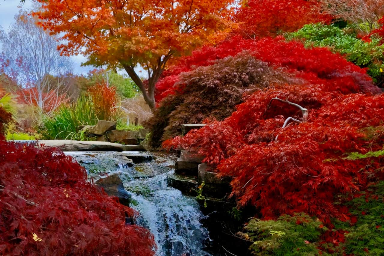 Mayfield Garden, Oberon