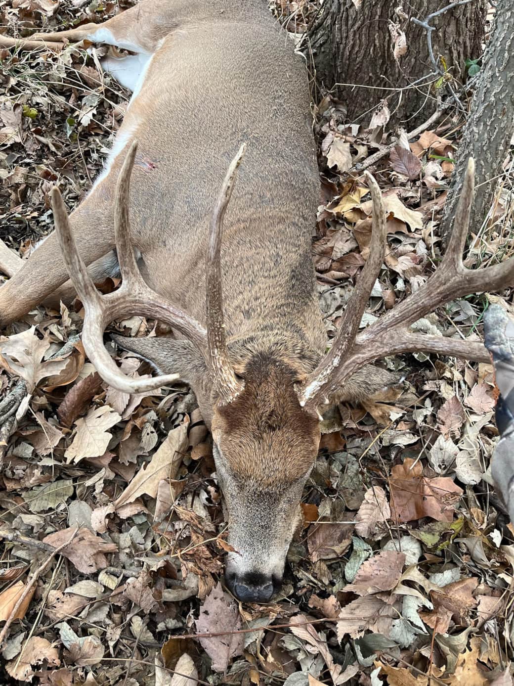 White Tail