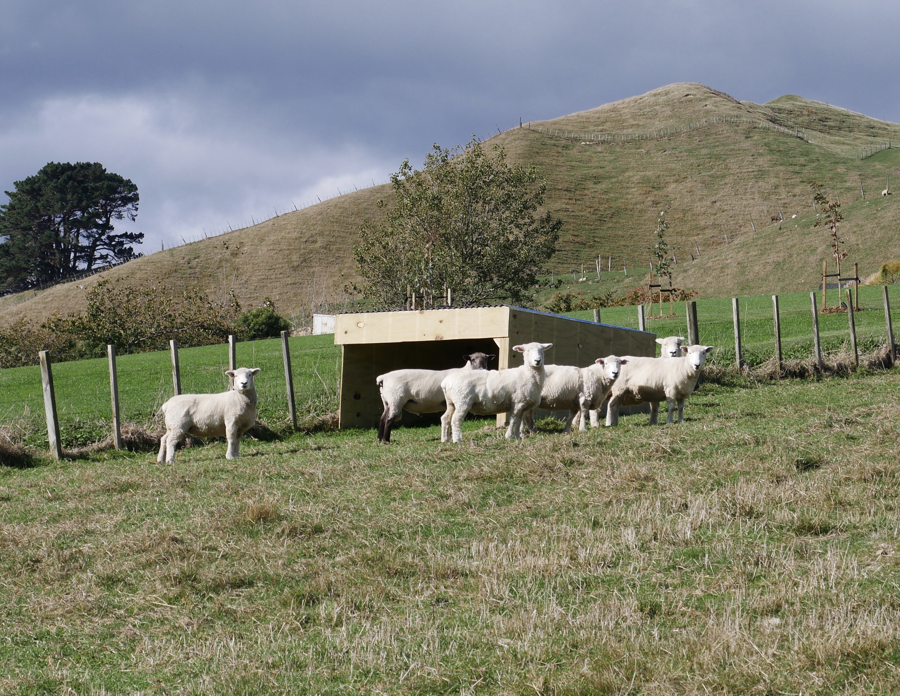 Aston Road Villas 6 Sheep with their purpose built shelter