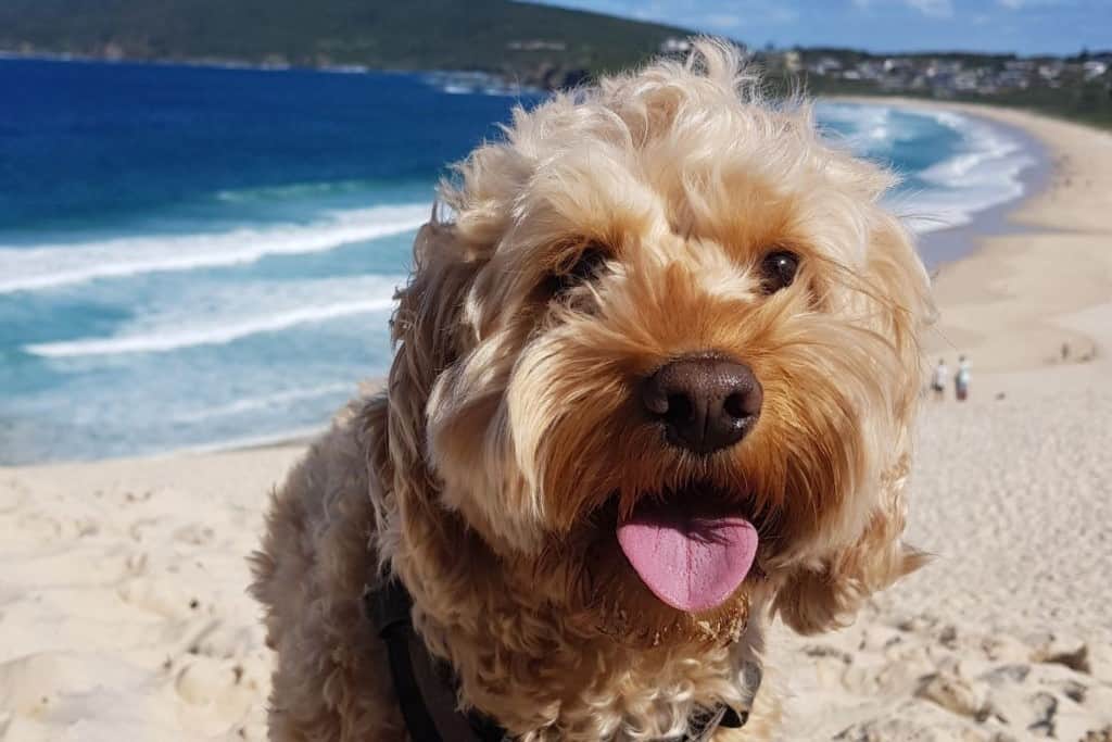 chill-out-forster-thredbo-beach-and-ski-holiday-accommodation