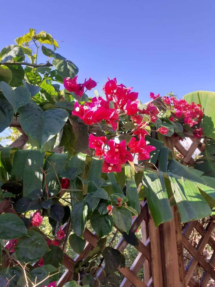 Un bougainvillier du jardin