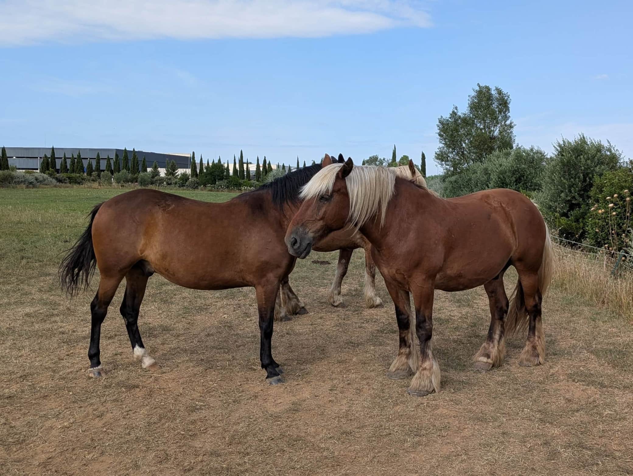 Les chevaux