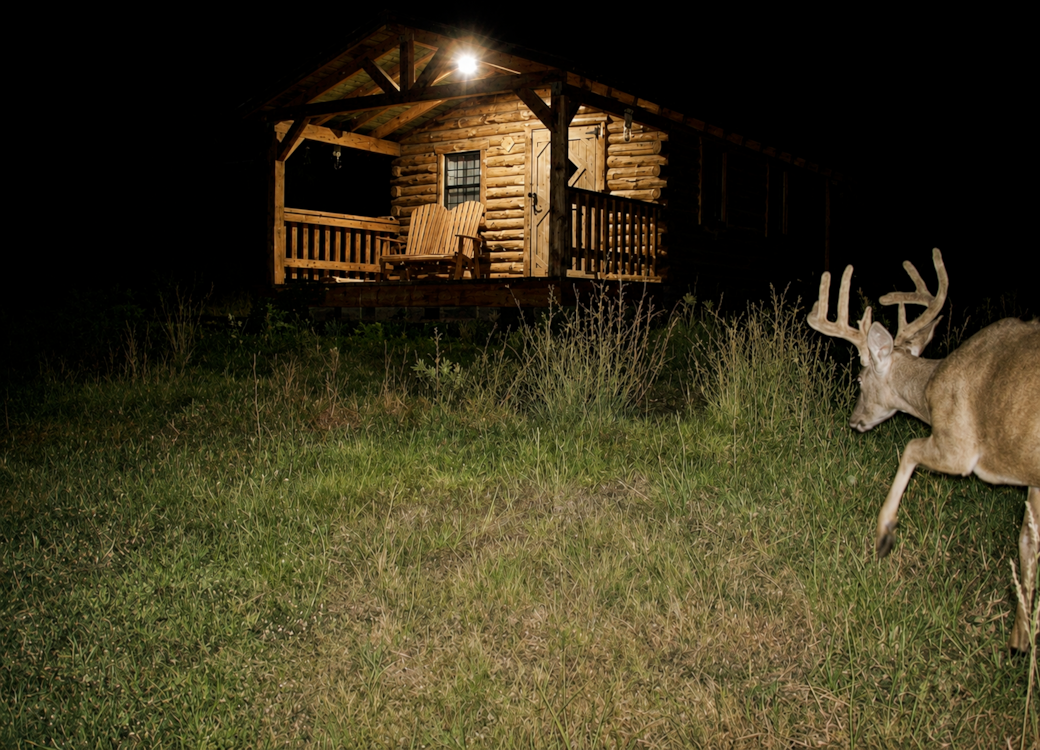 White tail deer visiting the cabin at night