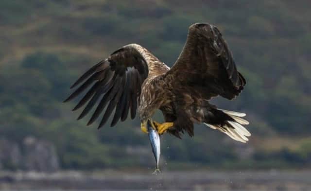 White-tailed eagle carrying a fish